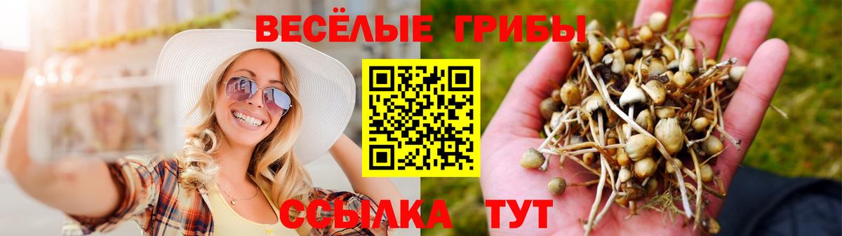 закладка  Вход с VPN  Псилоцибиновые грибы MAGIC MUSHROOMS  Лесной  Псилоцибиновые грибы Cubensis 